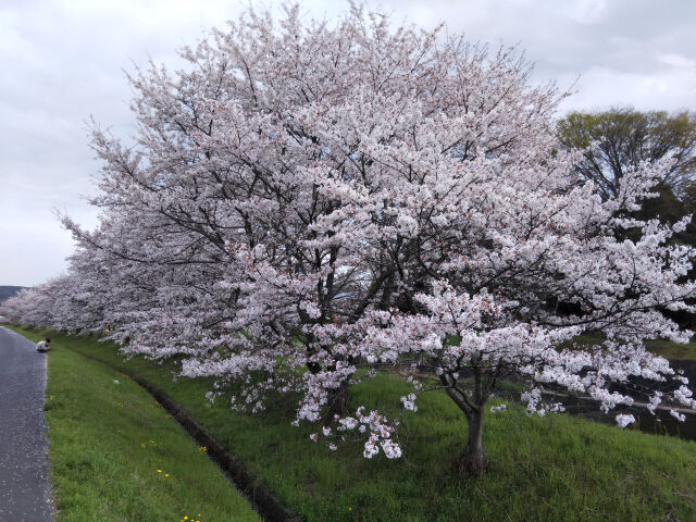 久々利川の桜