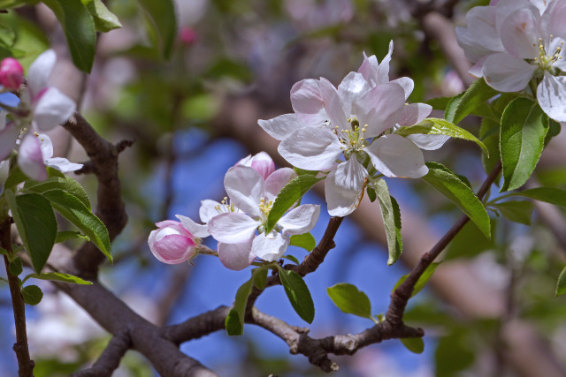 りんごの花