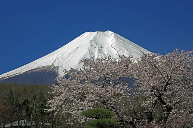 富士桜と富士