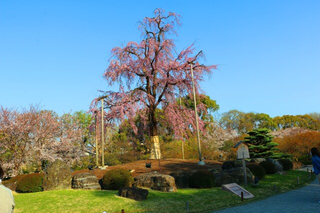 東寺