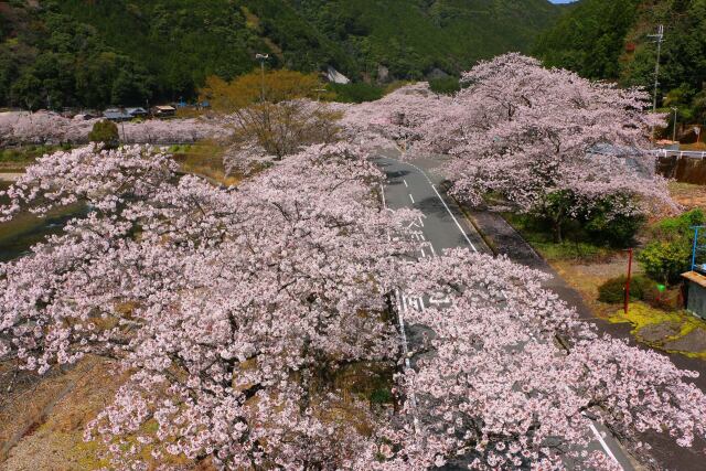 桜満開