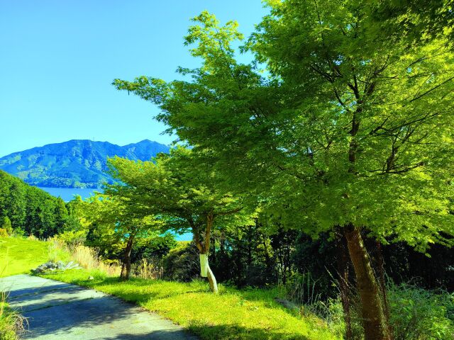 青紅葉4月