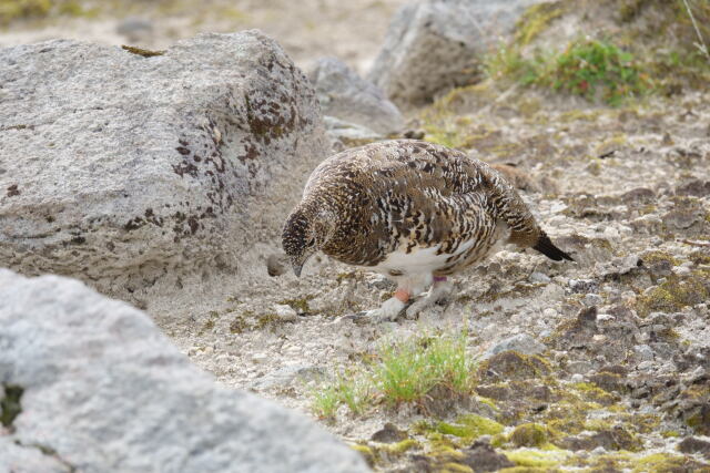 弓折岳の雌雷鳥7