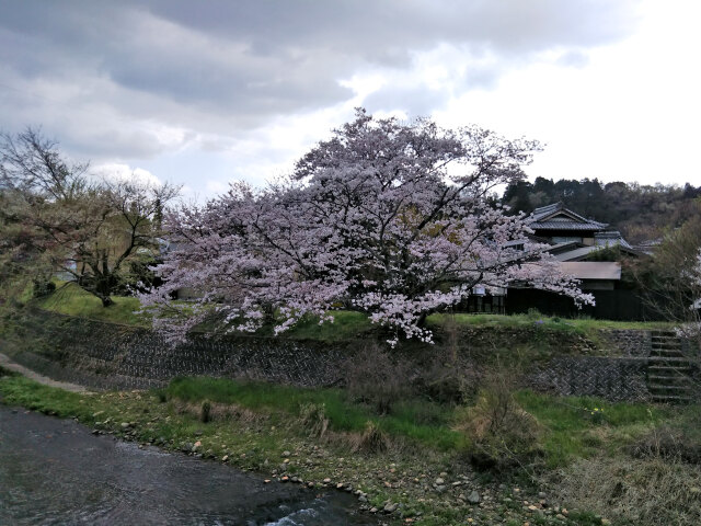 久々利川の桜