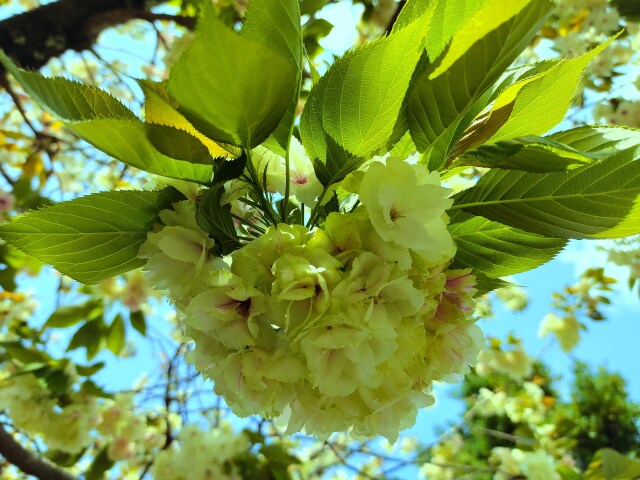 桜の花