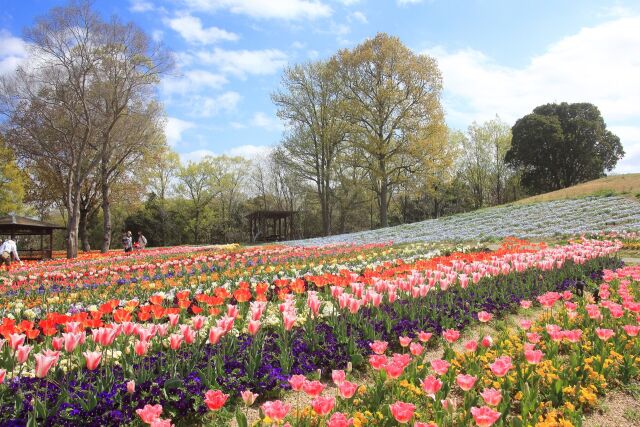 公園のチューリップ-2