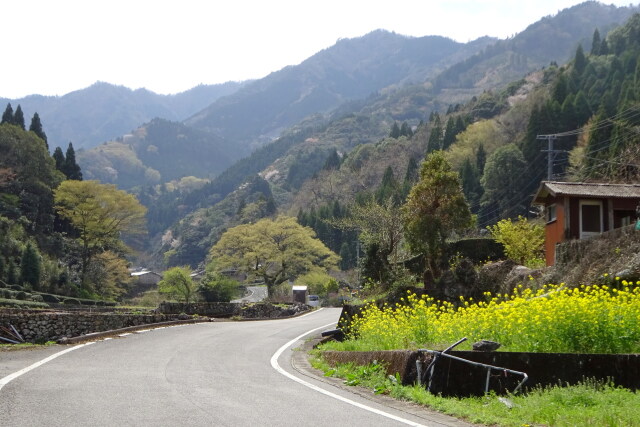 県道6号線杉が越えの道