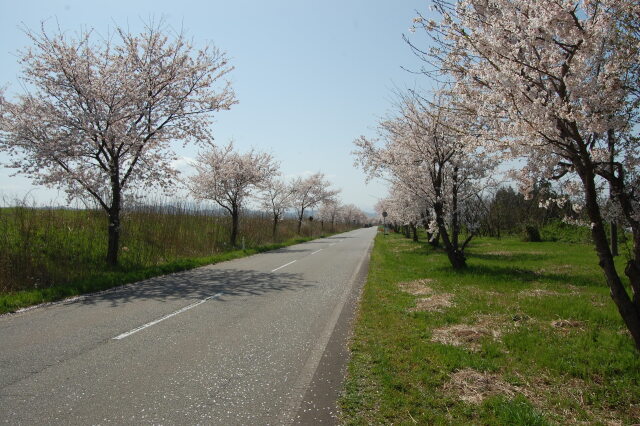 桜道 2021年