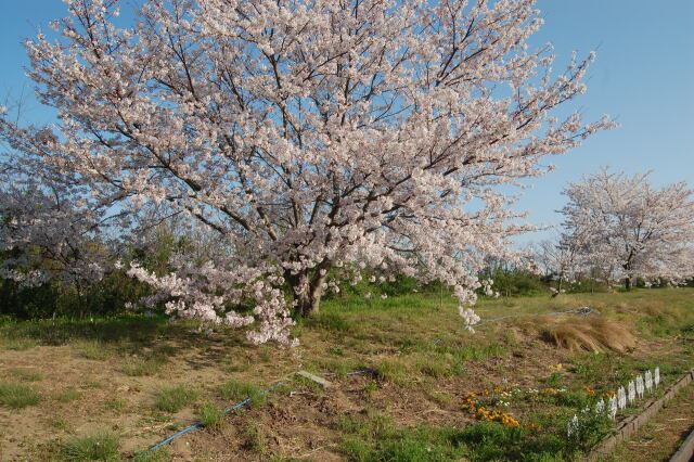 The 桜 2021年