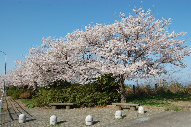 The 桜 (今年も桜が見れました)