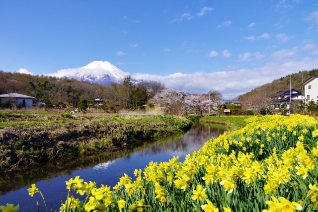 忍野の春