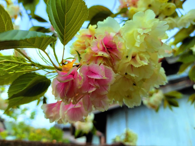 桜の花