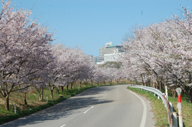 桜並木 1 2021年