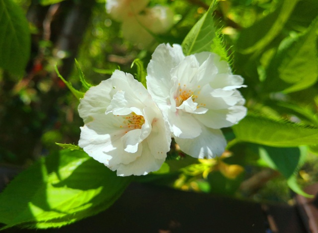 桜の花