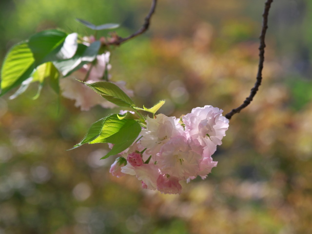 普賢像桜