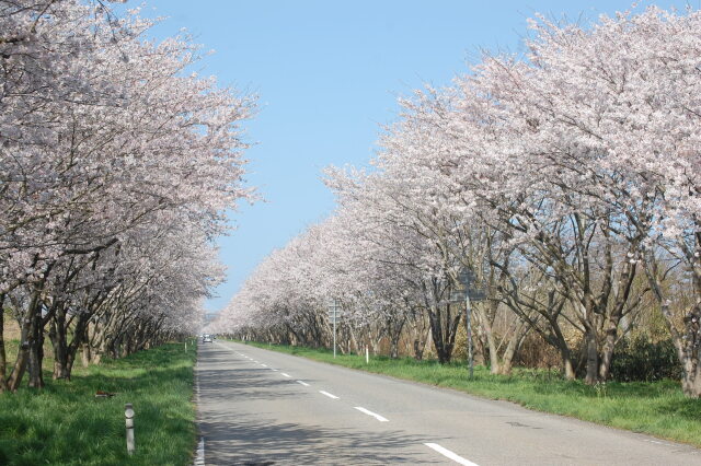 The 桜並木通り1 2021年