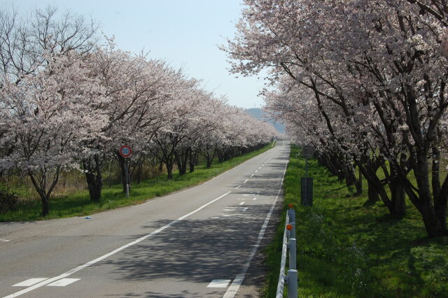 The 桜並木通り2 2021年