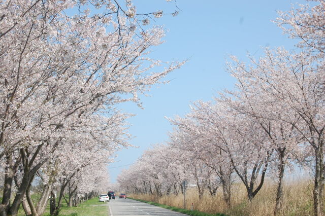 The 桜並木通り4 2021年