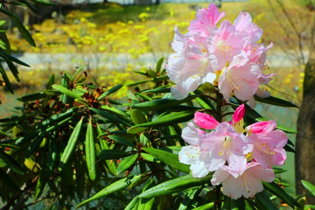 春の花