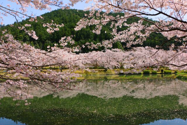 水に映る桜