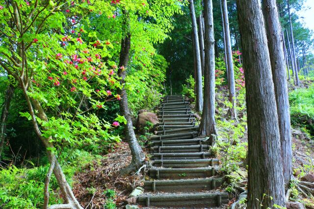 新緑の熊野古道