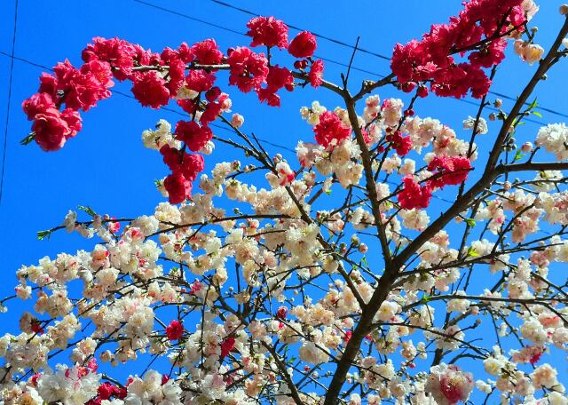 桜の花