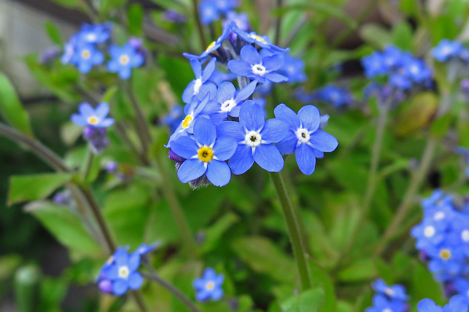 花 植物 シンワスレナグサ 壁紙19x1279 壁紙館