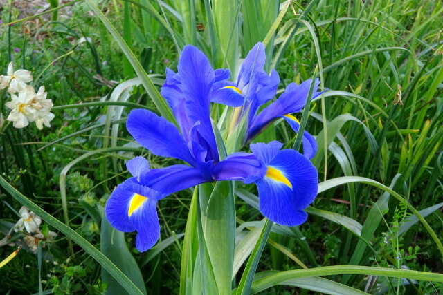 4月も中旬里に咲いている花