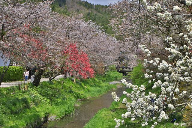 春の小川Ⅱ