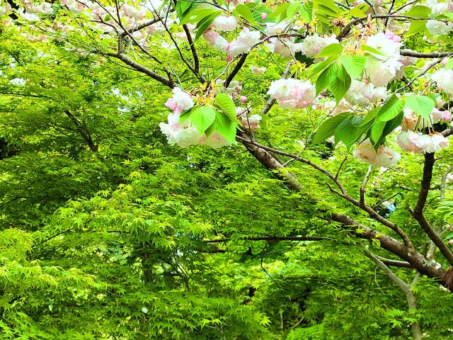 青紅葉と桜