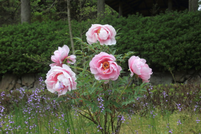 公園の牡丹の花