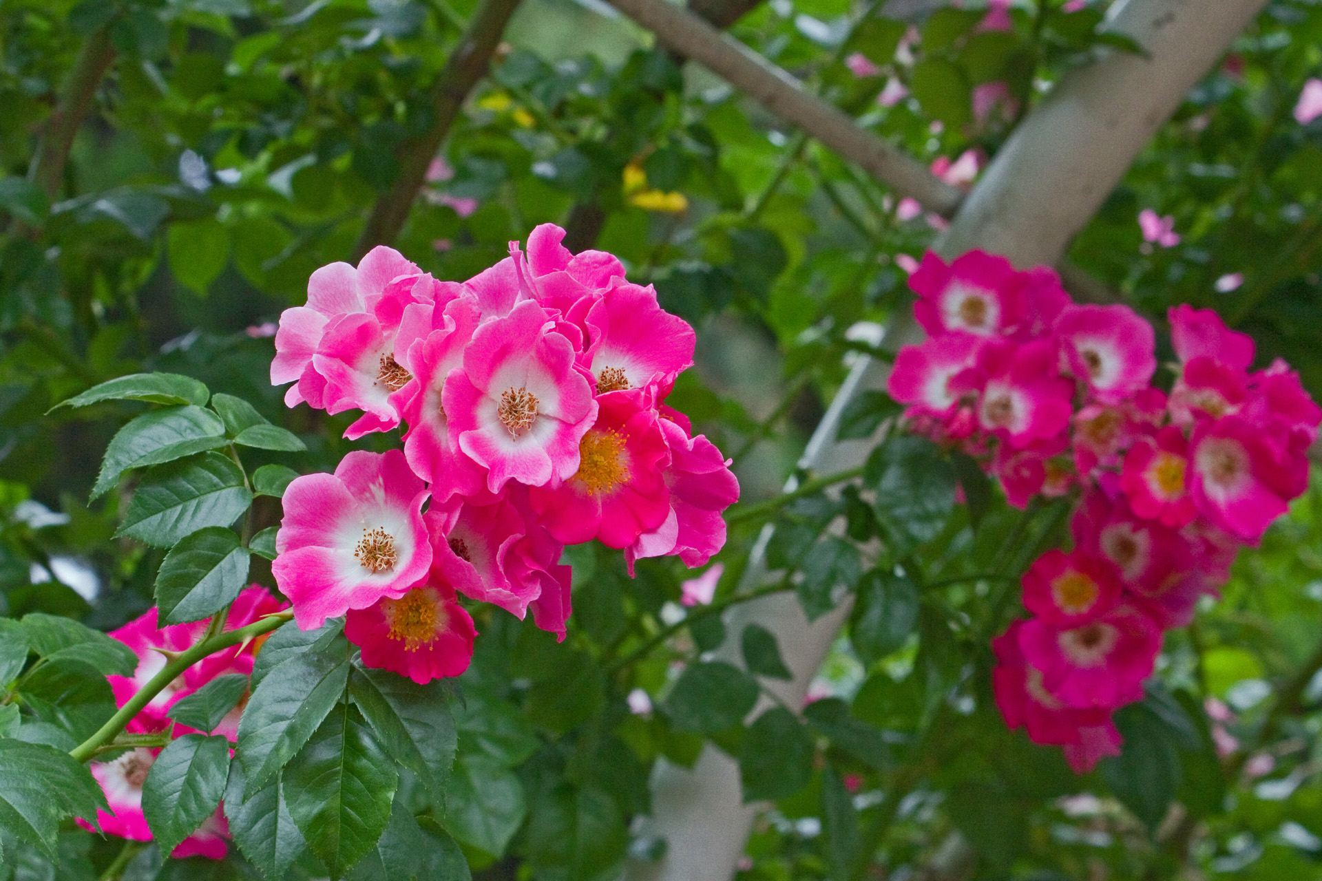 花 植物 ドルトムント 壁紙19x1280 壁紙館