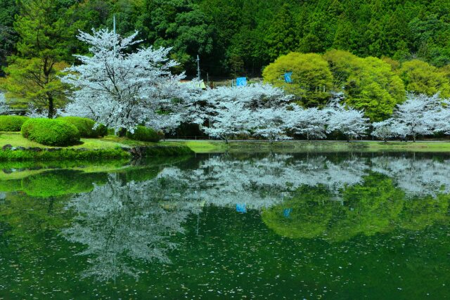 水に映る桜と新緑