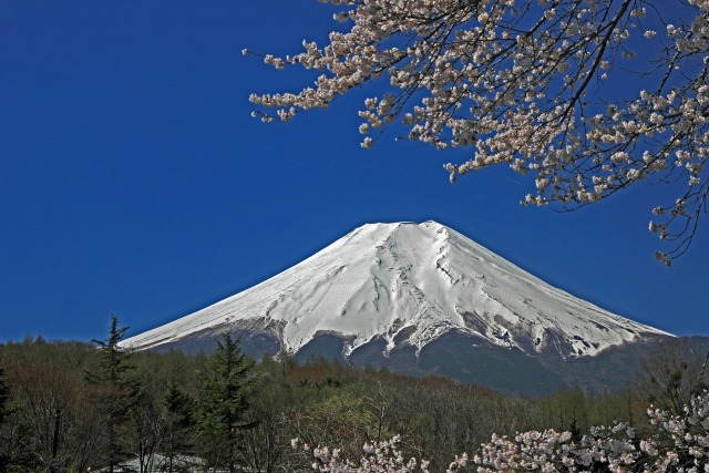 忍野の桜