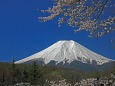 忍野の桜