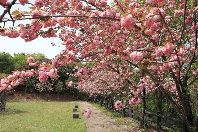 満開の八重桜