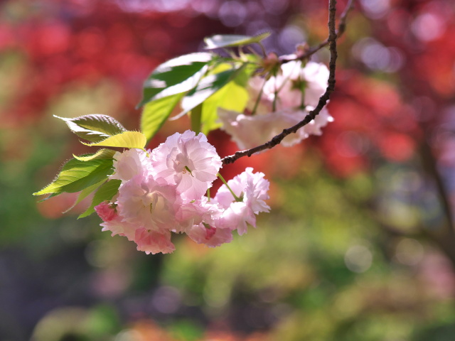 普賢象桜