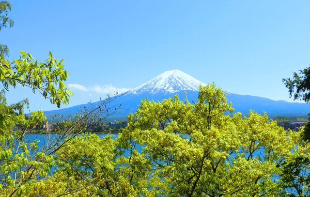 新緑の富士山