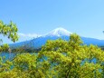 新緑の富士山