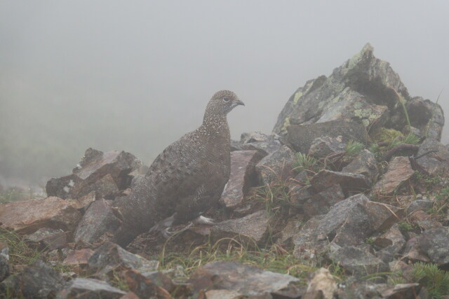 五竜岳の雄雷鳥2