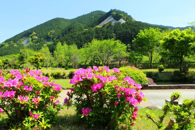 新緑の公園