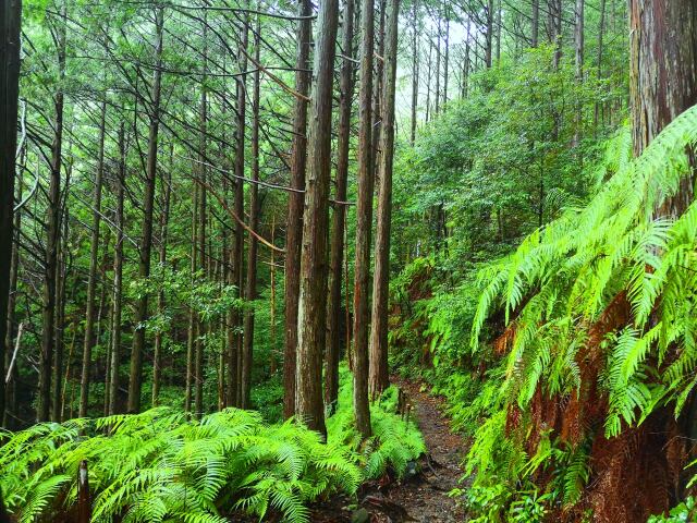 新緑の熊野古道