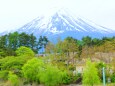 新緑の富士山