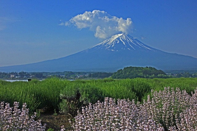 新緑の富士