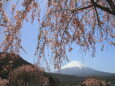 しだれ桜