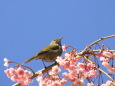 しだれ桜にウグイス