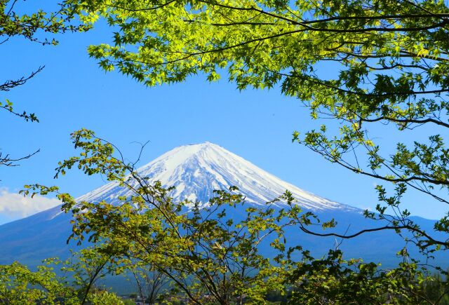 新緑の富士山