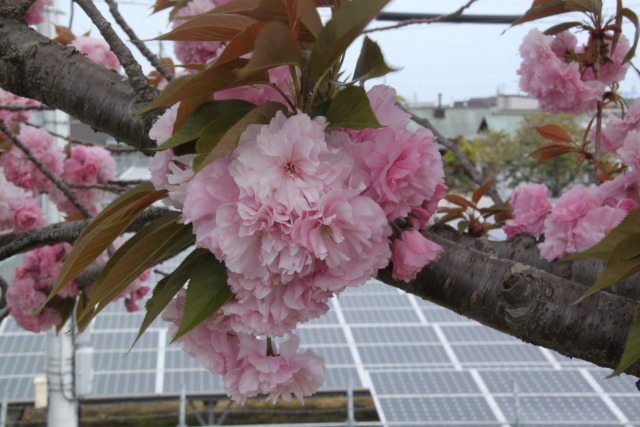 ボタン桜一枝