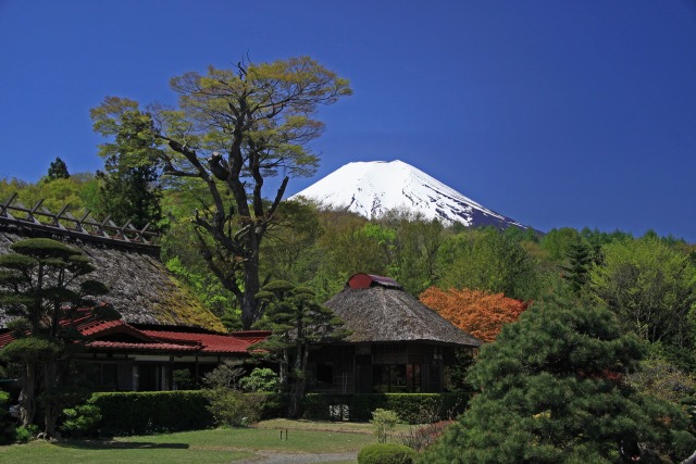 新緑の富士山