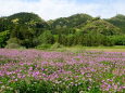 新緑の里山とレンゲの風景